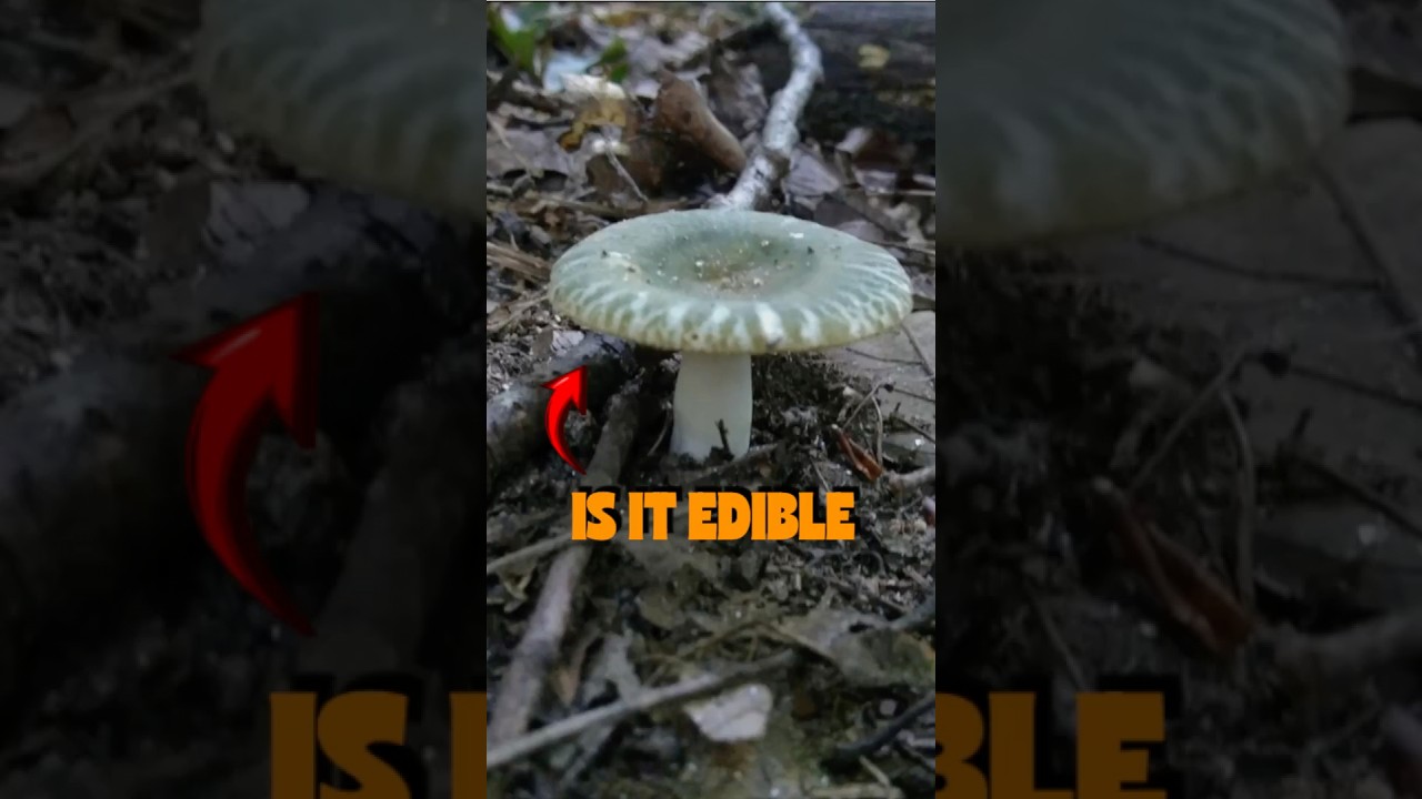 BLUE-GREEN CRACKING RUSSULA (Russula parvovirescens) 