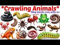 Crawling Animal Name 🐍Learn 20 Crawling Animal Name In English|English Vocabulary Toddler preschool 