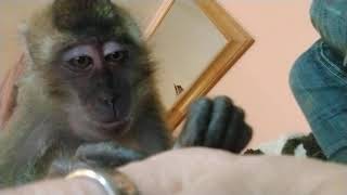Macaque Monkey Ralphie D Taken Care Of Me ASMR