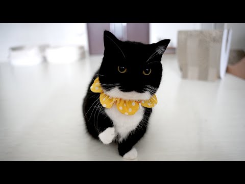 4K】お手してあげるからおやつをちょうだいHe shakes my hand for