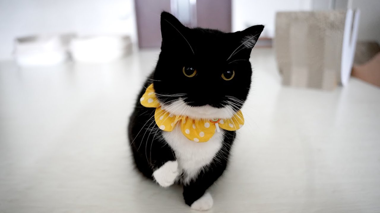 4K】お手してあげるからおやつをちょうだいHe shakes my hand for