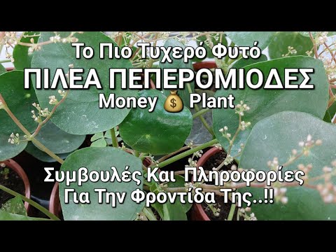 Βίντεο: Πληροφορίες φυτού Limeberry - Πολλαπλασιασμός και Καλλιέργεια Limeberry Fruit