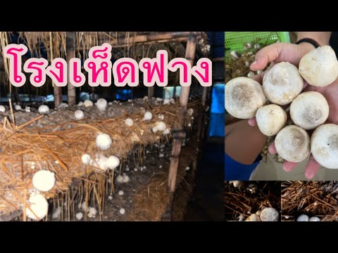 Ю╧┌Ю╦ёЮ╦┤Ю╧─Ю╦╚Ю╧┤Ю╦■Ю╦÷Ю╦╡Ю╦┤ สอนกระโดดน้ำ😅😅😅
