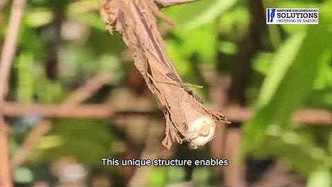 Learning from Dragonfly to develop novel multifunctional metamaterials for aerospace applications!