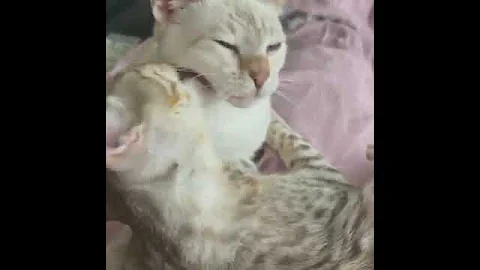 Watch the video about Snow Savannah kitten, Pepsi, grooming with other kitten 😻 in his new home 😻Sweet & cute 😻