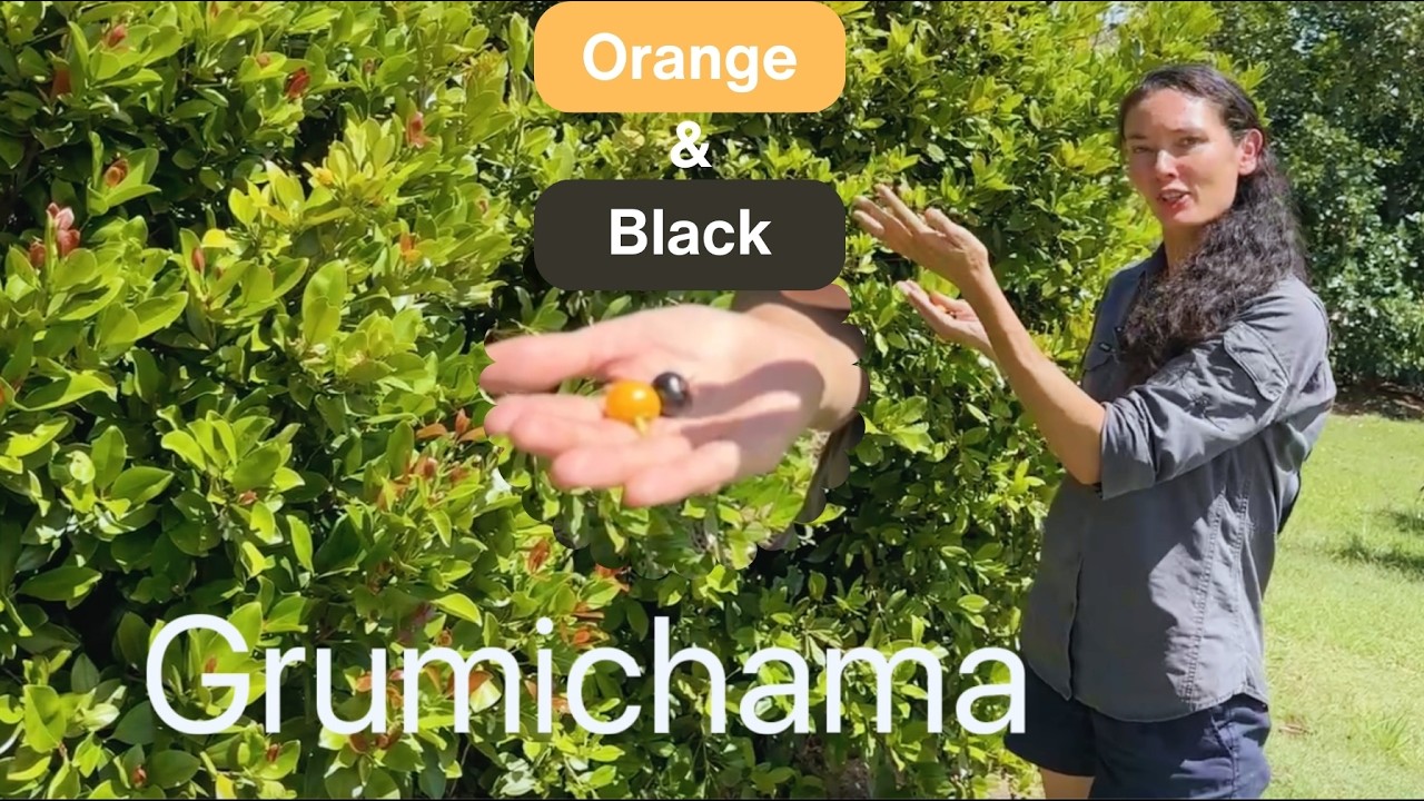 Фруктовые деревья сортов «Грумичама» (апельсины и черные ягоды)
