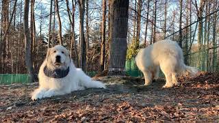 【ルンルンの裏庭】お父さんの近くで番犬をするルンルンとアラン