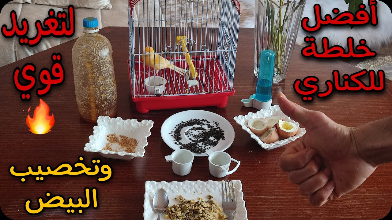 الخلطة التي تجعل ذكور الكناري تغرد بقوة🔥وتخصب البيض🐣ودعا للبيض الغير المخصب