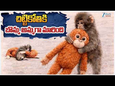 Viral Monkey Punch's REAL STORY! The TRUTH About Japan Monkey! | ZEE Telugu News - ZEE24TELUGUNEWS