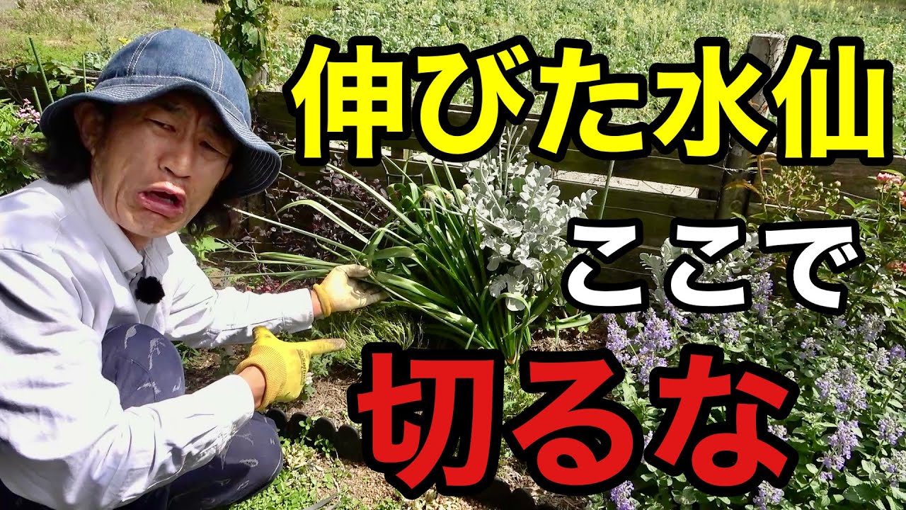 For your troublesome garden daffodils, just do this first