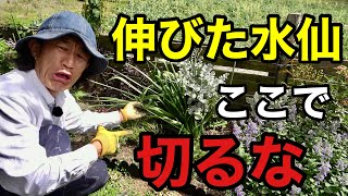 庭で困る水仙はひとまず〇〇して下さい　【園芸超人カーメン君】
