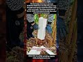 Watch this incredibly satisfying organic stalk peeling process now. #NatureASMR#HarvestingSkills