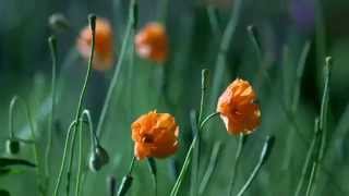 Seni Özledim Kardeşim