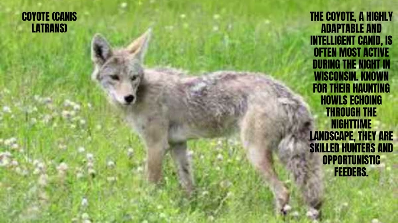 Nocturnal Animals   In Wisconsin   Unveiling the Enigmatic Nightwatch