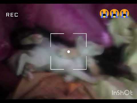 The white one is Cutie and the black one is Lucy.Cutie died on March 8th 2024.