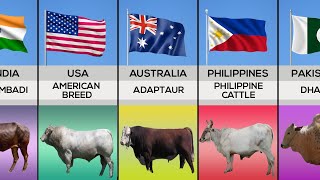 Cow From Different Countries