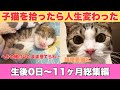 生まれたての子猫を拾ったら人生変わった【生後11ヶ月総集編】