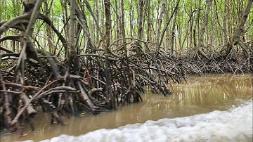 Cùng thầy @ThichNhatDao tham quan Di tích Lịch sử Chiến khu Rừng Sác - Cần Giờ | @binhyenradio7