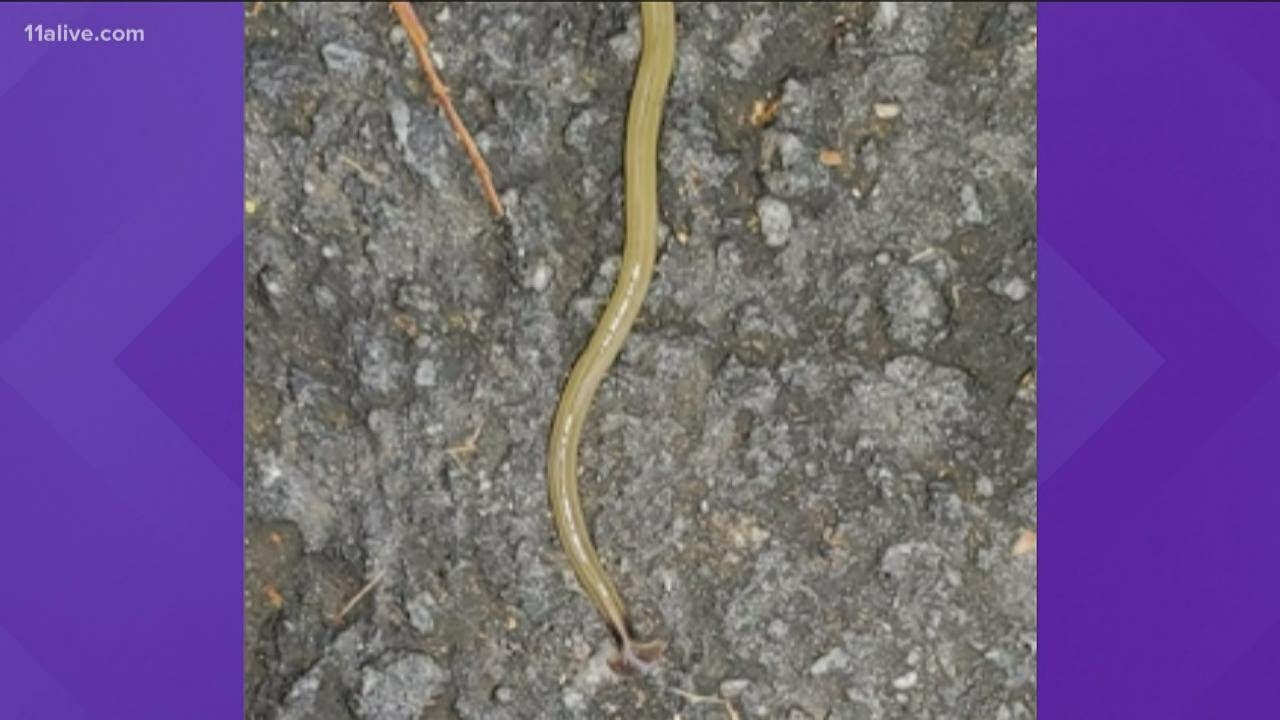 New invasive species of worm reported in Atlanta