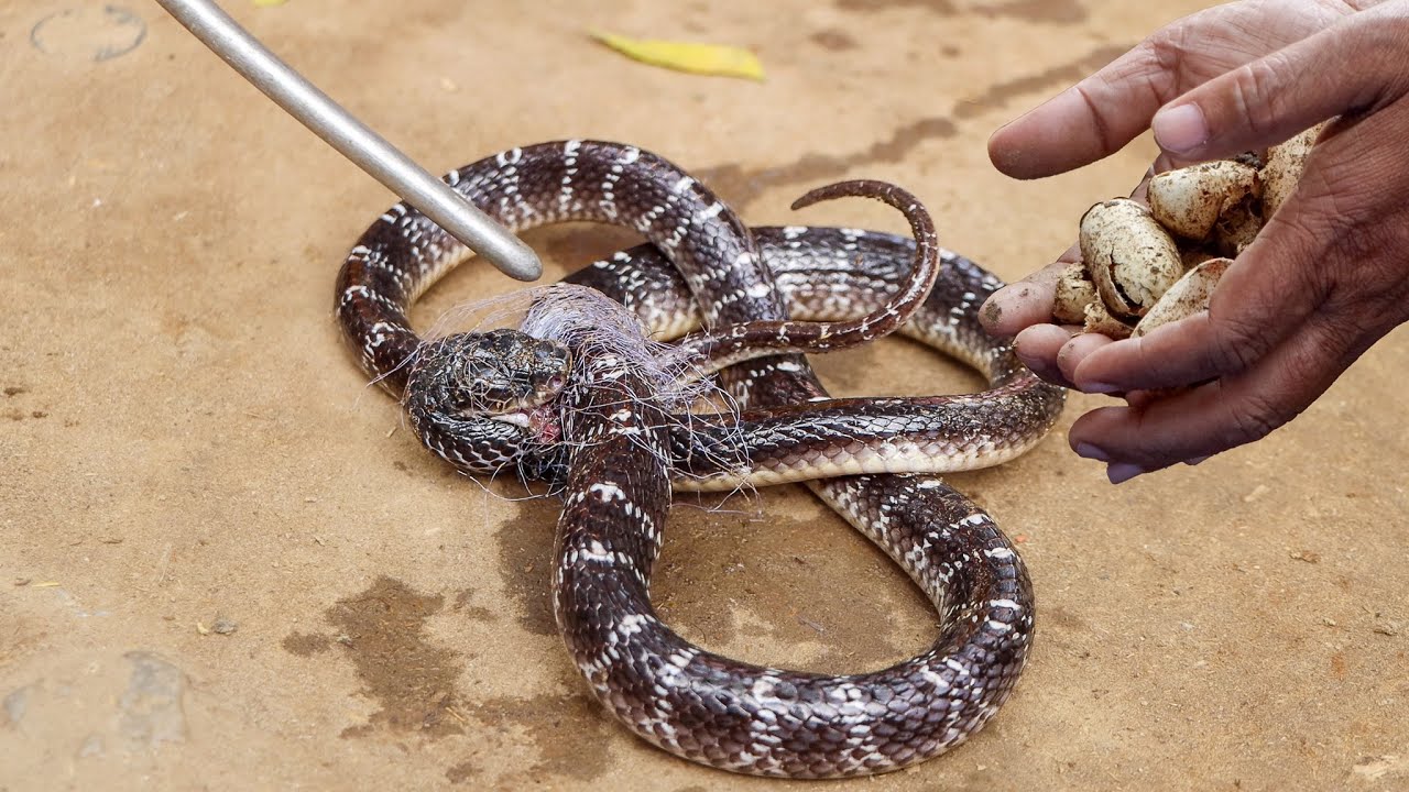 यकीन मानिए आज के पहले पक्का कभी नहीं देखा होगा ऐसा Rescue और Releasing! खुद को ही काटने krait snake.