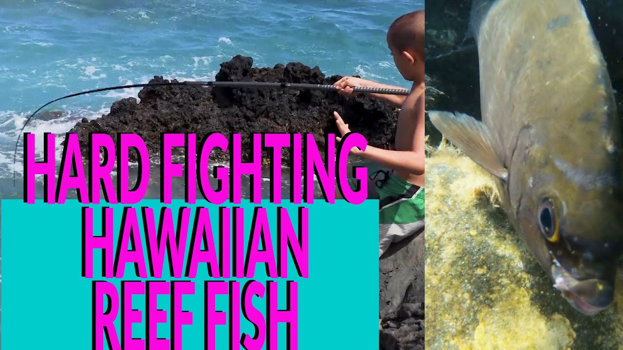 Best Tackle Shops on Oahu - Hawaii Nearshore Fishing