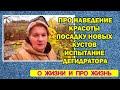 Vlog про наведение красоты посадку новых кустов испытание дегидратора