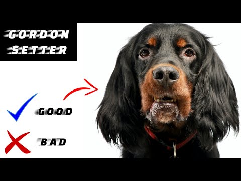 Video: Följer Gordon-setters mycket?