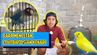 CARA MENCETAK LOVEBIRD ISIAN KENARI