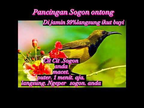 PANCINAN SOGON ONTONG PANCINAN SOGON ONTONG