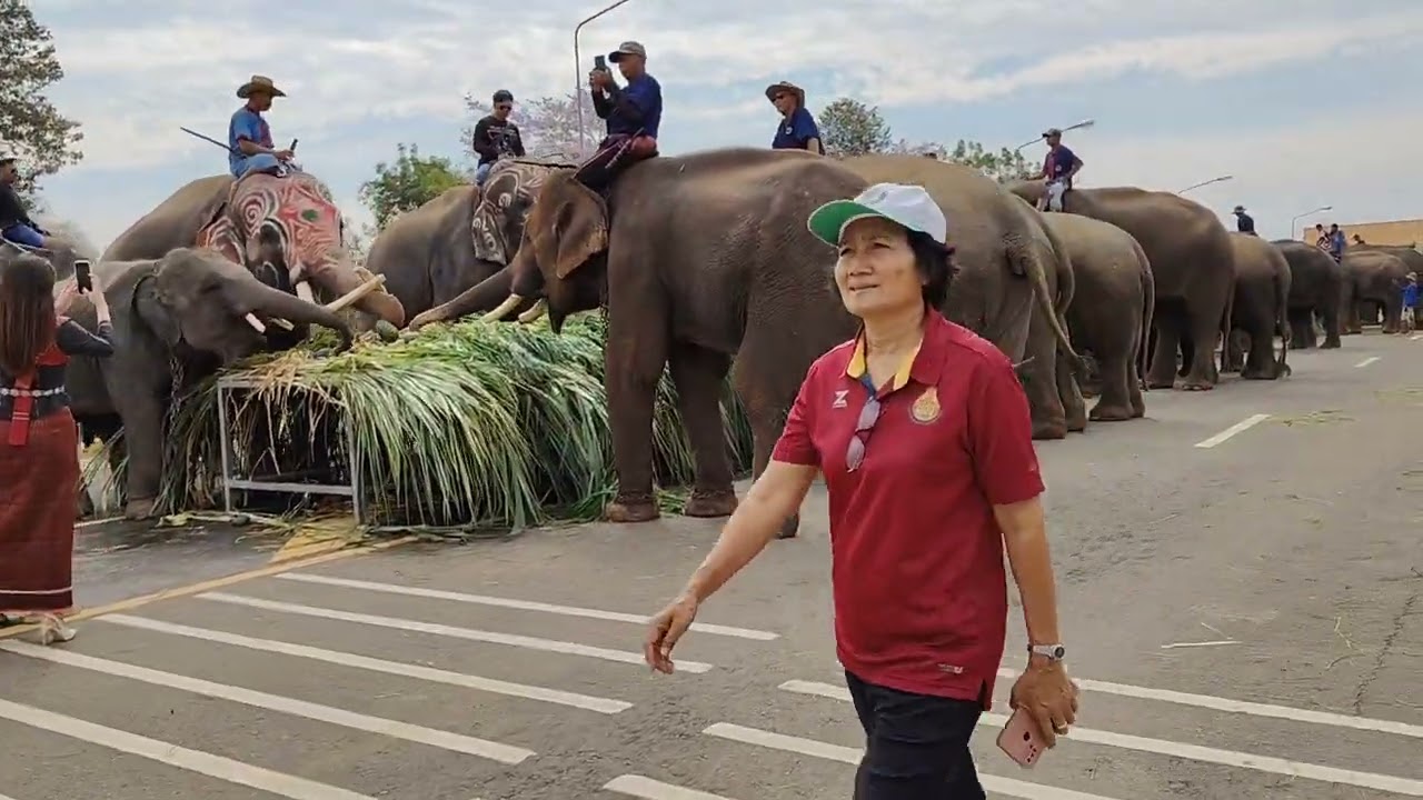 🙏🐘นำโชค..มาร่วมงานวันช้างไทยคะ🐘♥️