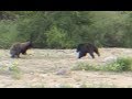 Bear Attacks Mom and Cub