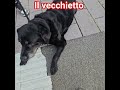 Il vecchietto è rimasto solo, il suo amico capoccione è volato via. Iscrivetevi al canale grazie.