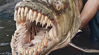 Los Monstruos de Río Más Peligrosos y Temidos del Mundo