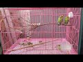 Introducing New Neem Wood Perches for My Budgies!