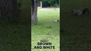 leucistic squirrel #nomads #nature  #rvlife #camping #leucistic #squirrel #minimalist