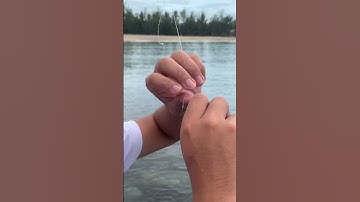 Câu cá biển— tối nay lên sóng