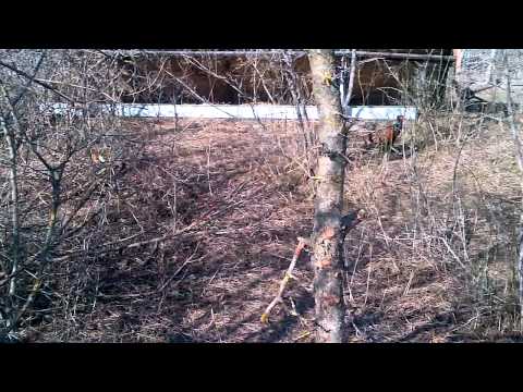 სახოხბე ვოლიერი კოღოთოზე