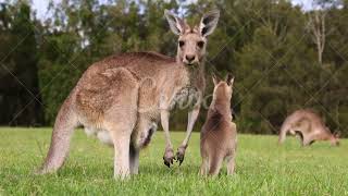 All About Red Kangaroos