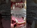 Брекеты для собак.