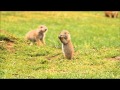 Cães da Pradaria. Prairie Dogs . Zoo Santo Inácio . Gaia . Porto