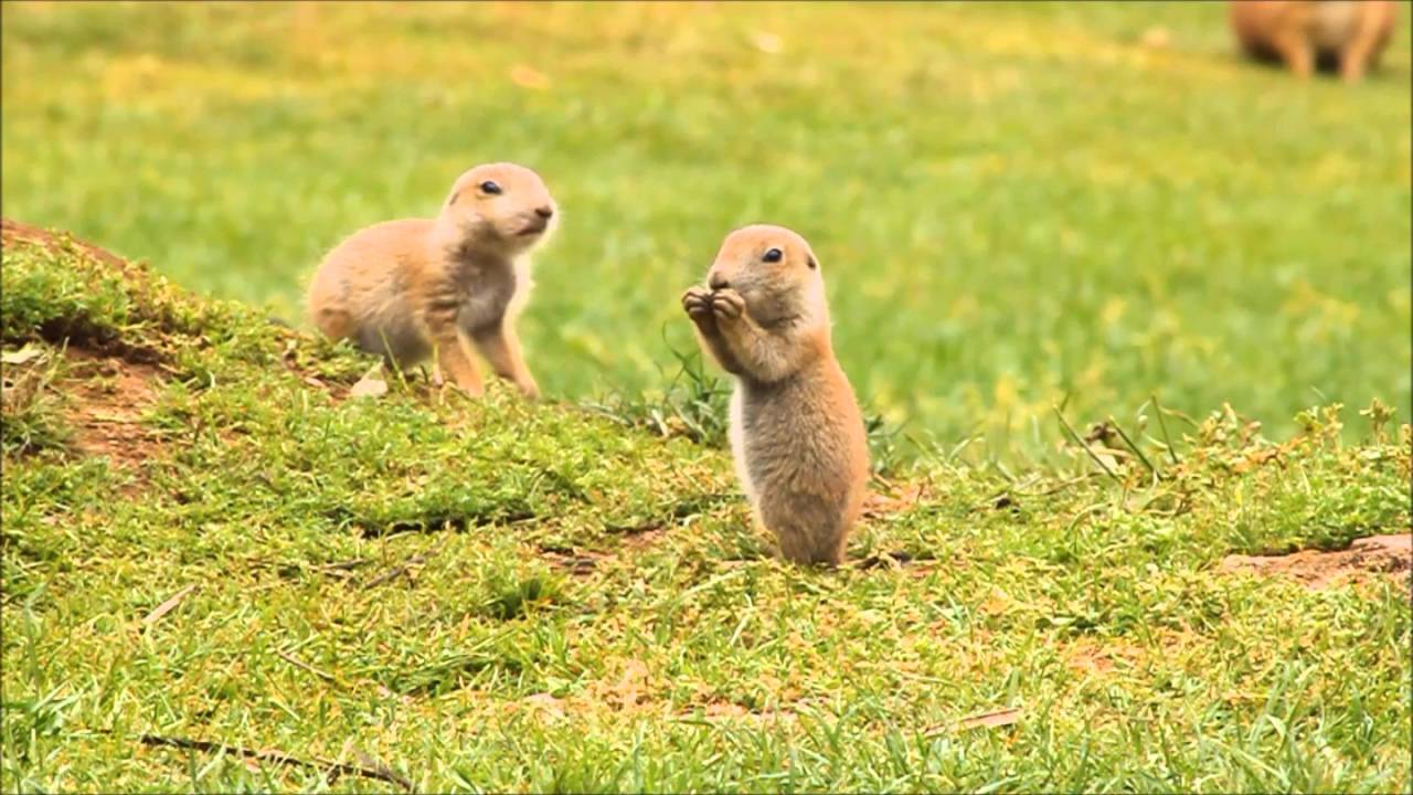 c-es-da-pradaria-prairie-dogs-zoo-santo-in-cio-gaia-porto-youtube