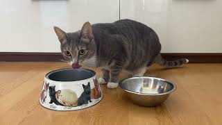 Asmr cat eating wet food