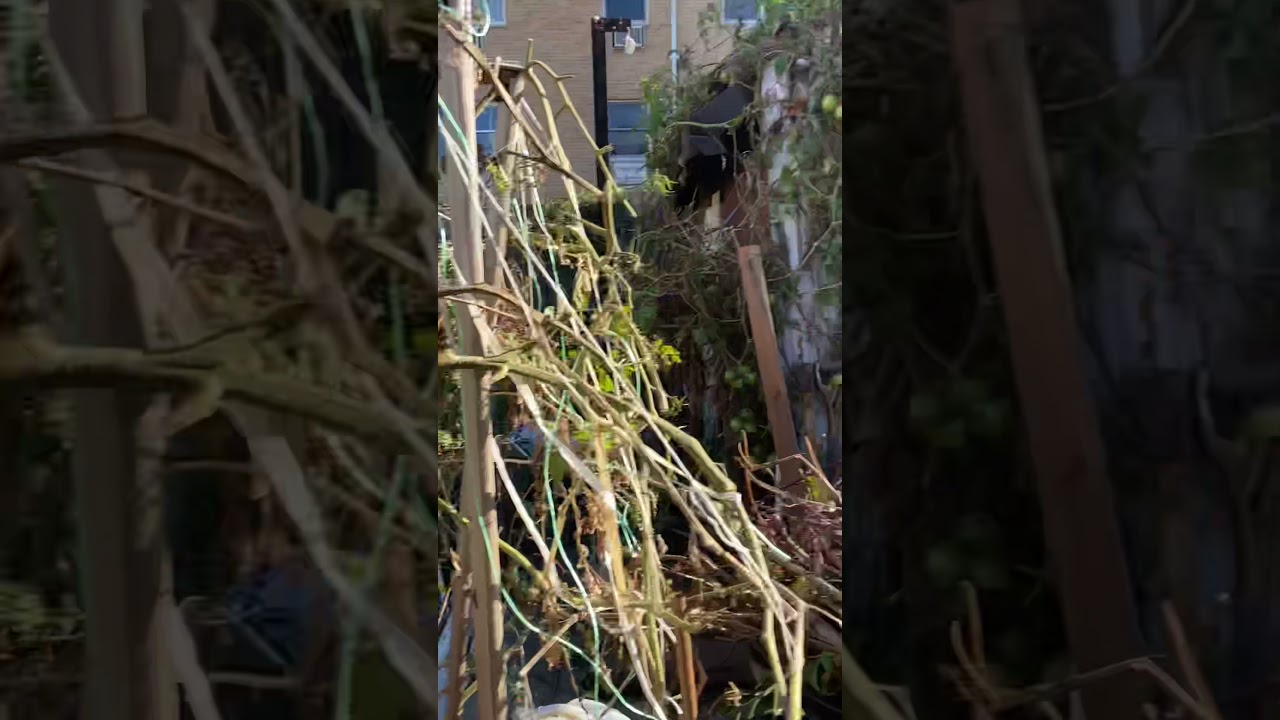 Колхозница из Ugly Garden