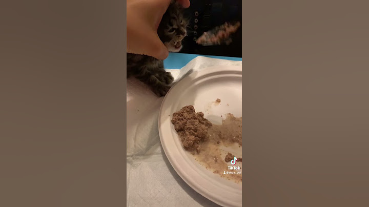 My #1 tip for Weaning Kittens!