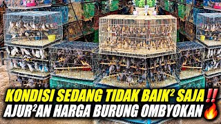 THINGS ARE NOT OKAY! BIRD PRICES ARE HITTING ROCK BOTTOM AT PRAMUKA BIRD MARKET