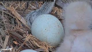 Cornell Redtailed Hawks 28.04.2024 13:41