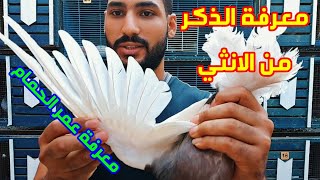 معرفة الذكر من الانثي في الحمام وعد الريش لمعرفه عمر الحمام (سلسلة_مبتدئ_حمام) الحلقه 5