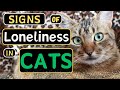 Is your cat lonely watch out for these red flags