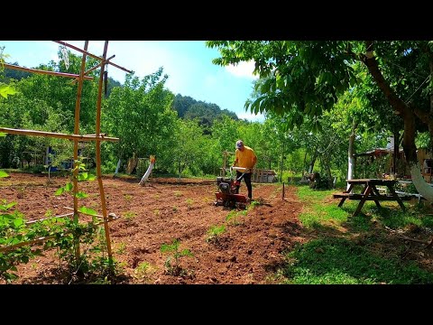 ÇAPA ARALIĞI NEDİR?  İŞE YARIYOR MU?ÖNCE DOLU ARDINDAN ŞİDDETLİ YAĞMUR!!! BAHÇE YENİDEN Mİ DİKİLECEK