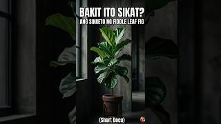ITO PALA ANG KATOTOHANAN SA LIKOD NG KASIKATAN NG FIDDLE LEAF FIG